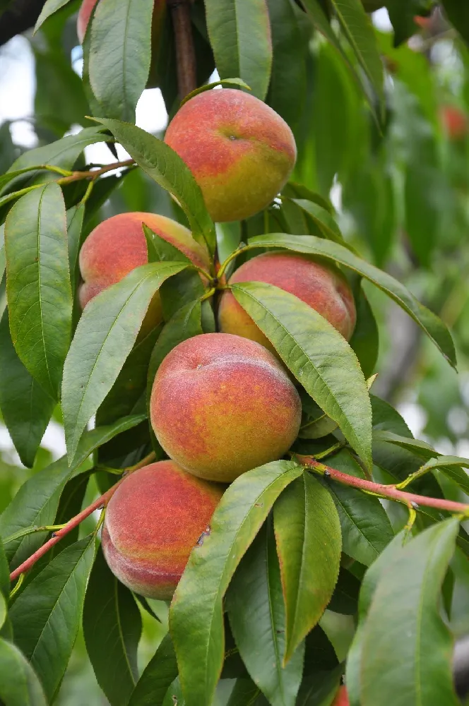 Bonanza Patio Peach Tree