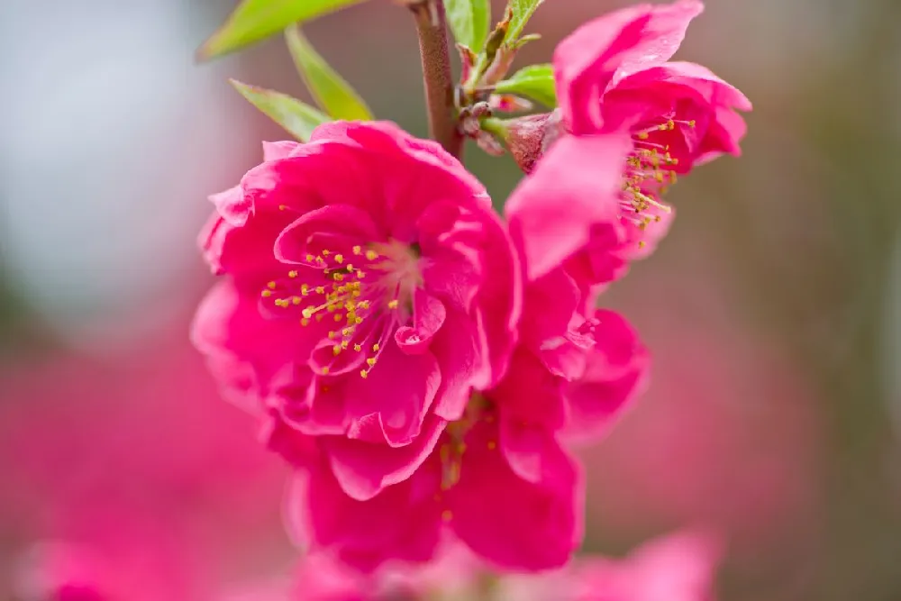 Bonanza Patio Peach Tree