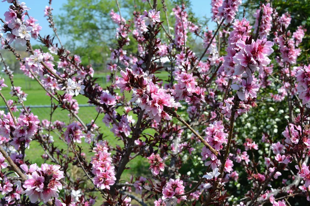 Bonfire Patio Peach Tree flowers