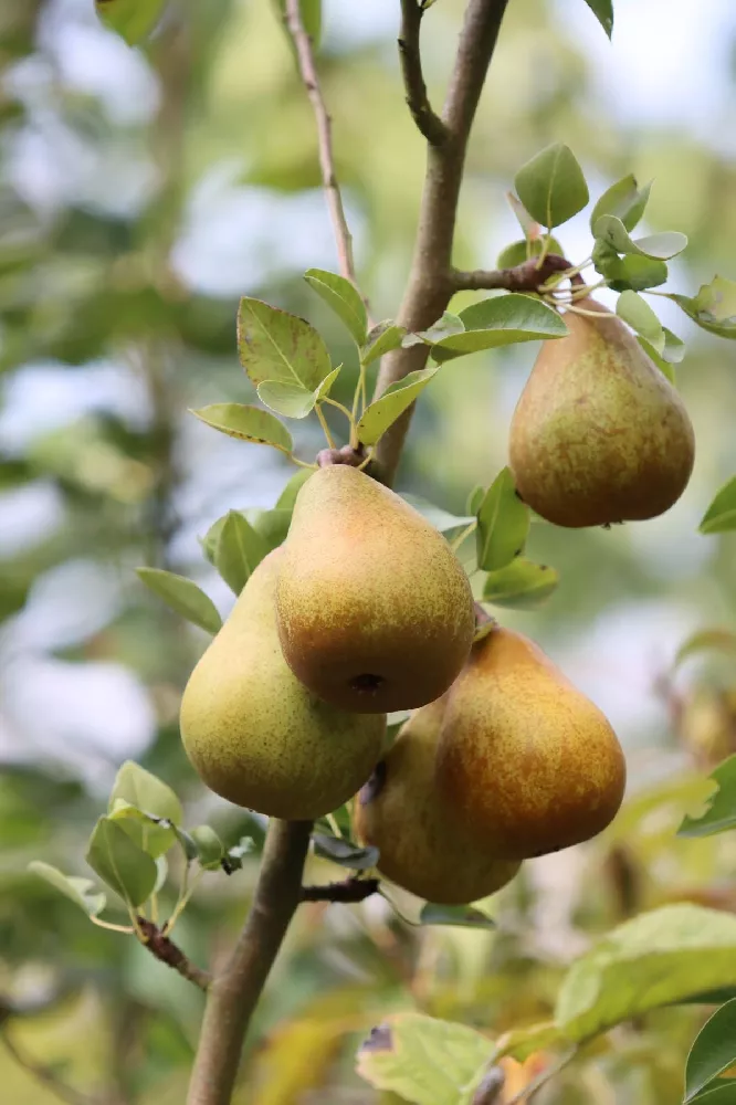 Bosc Pear Tree 1