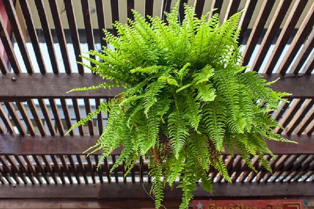 Hanging Boston Fern