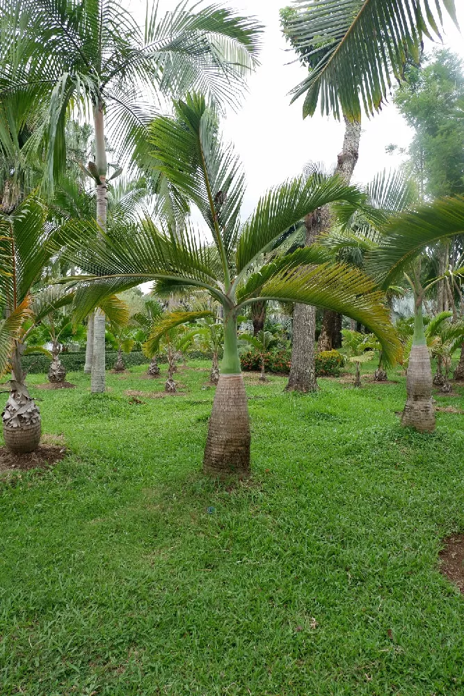 Bottle Palm Tree