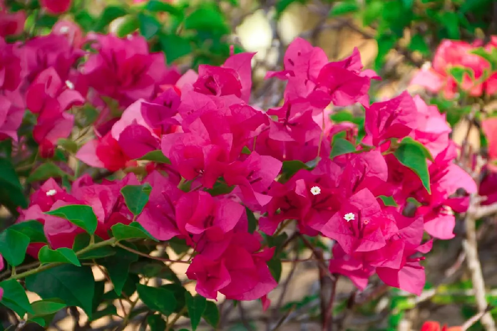 Pink Pixie Bougainvillea