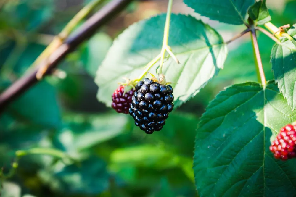 Boysenberry Bush - Thornless