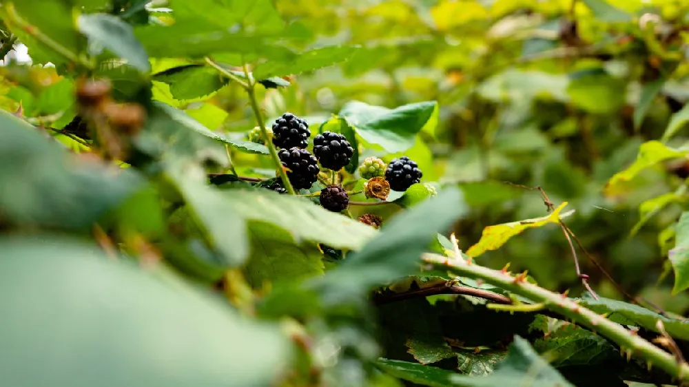 Boysenberry Bush - Thornless