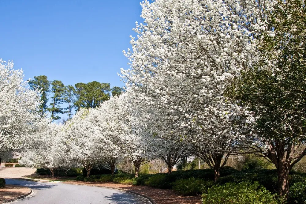 Bradford Pear Tree