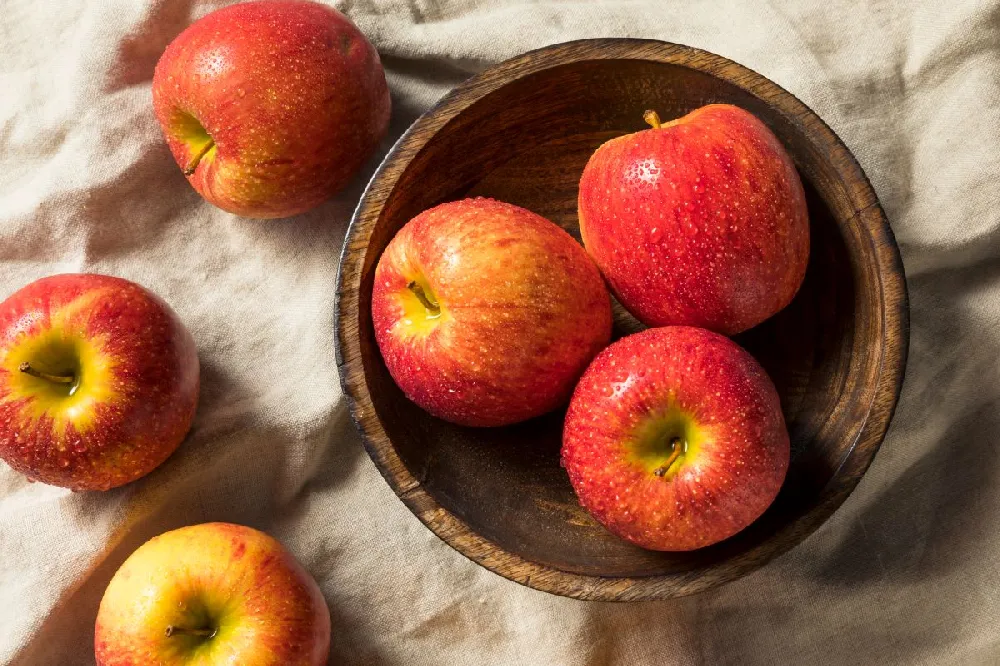 Braeburn & Gala Twisted Apple Tree