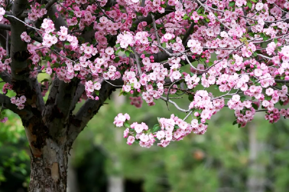 Brandywine Crabapple Tree