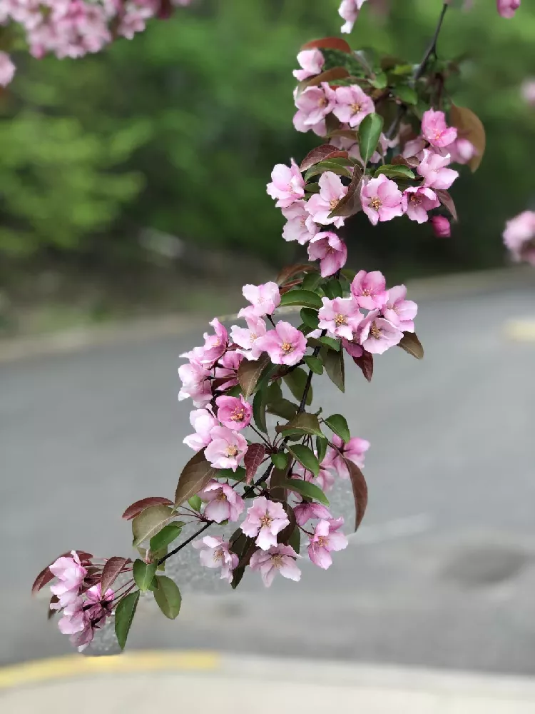 Brandywine Crabapple