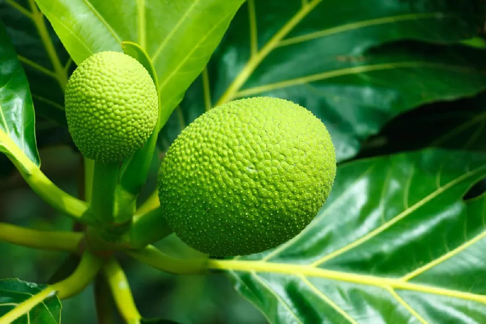 Breadfruit Tree 1