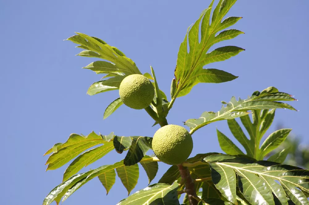 Breadfruit Tree 2