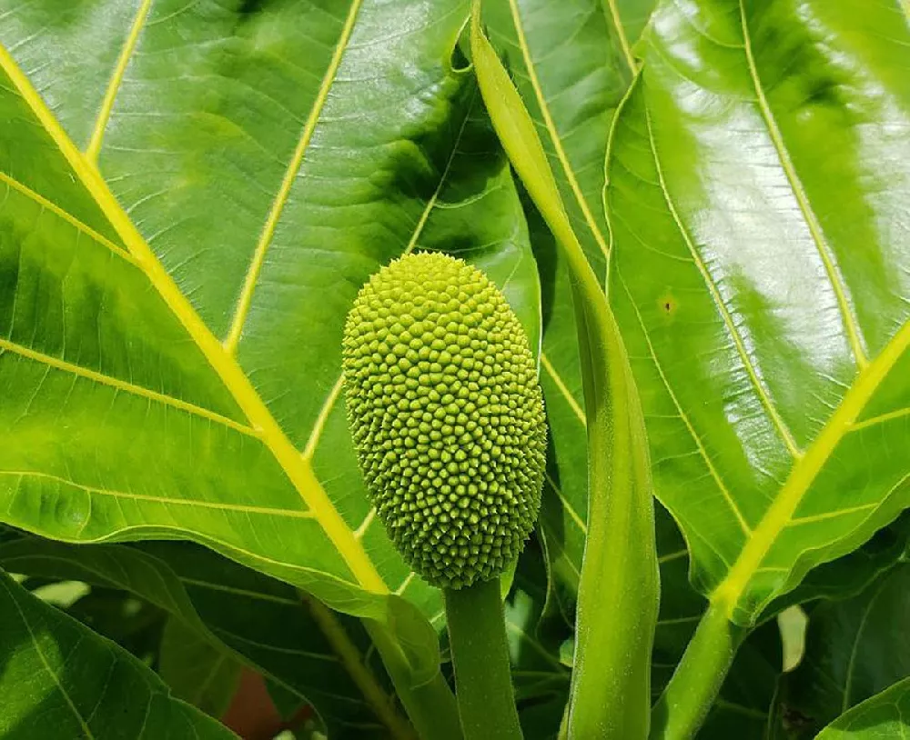 Breadfruit Tree 3