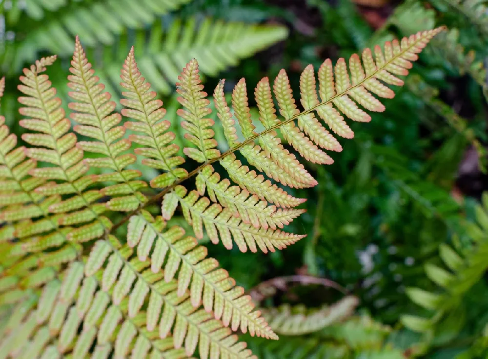 Brilliance Autumn Fern Plant