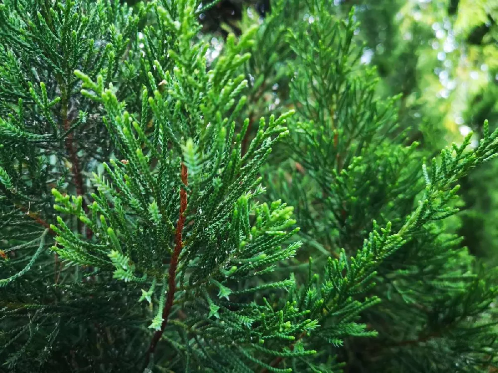 Brodie Eastern Red Cedar