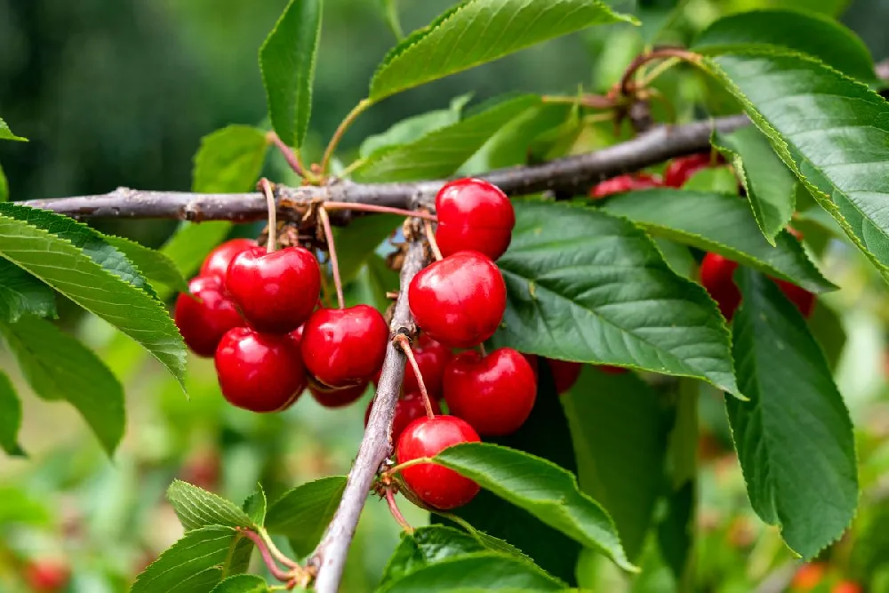 Brooks Cherry Tree