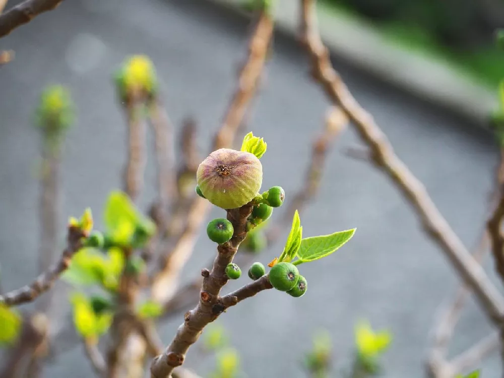 Brown Turkey Fig 1