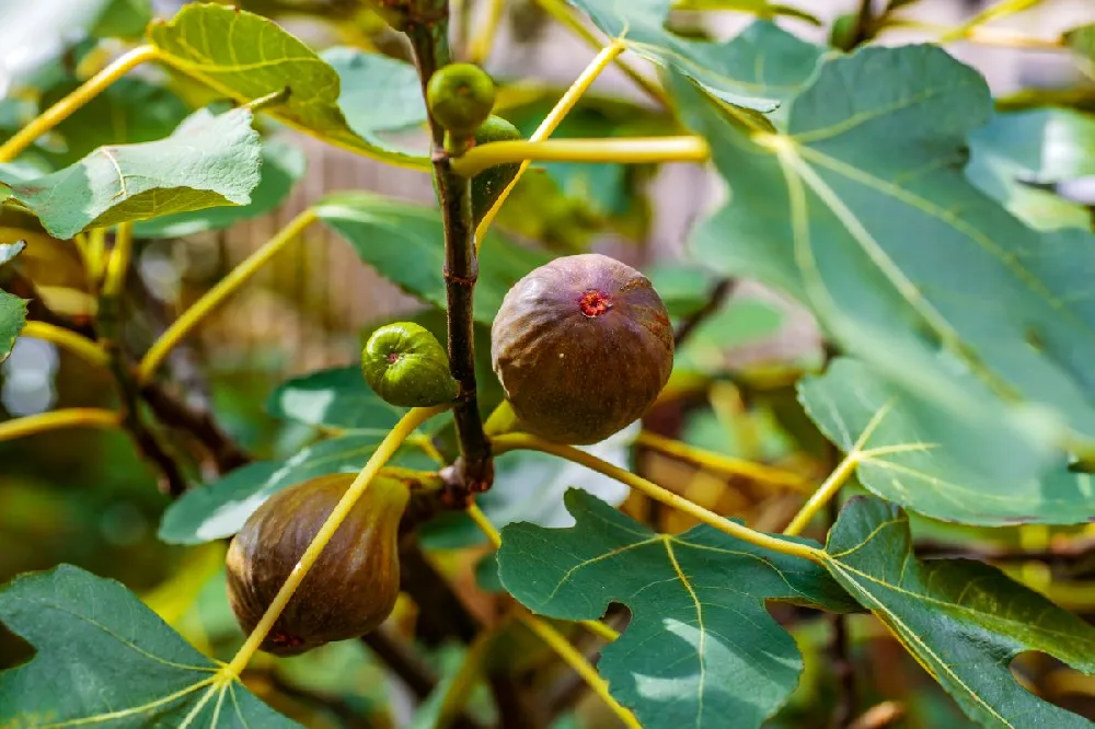 Brown Turkey Fig Tree