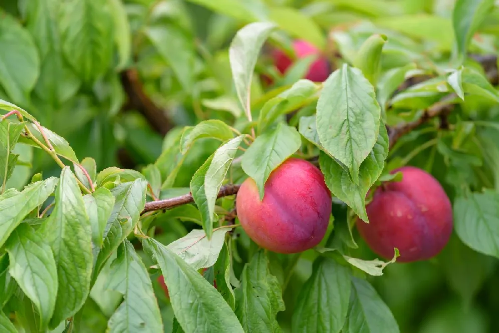 Bubblegum 'Toka' Plum