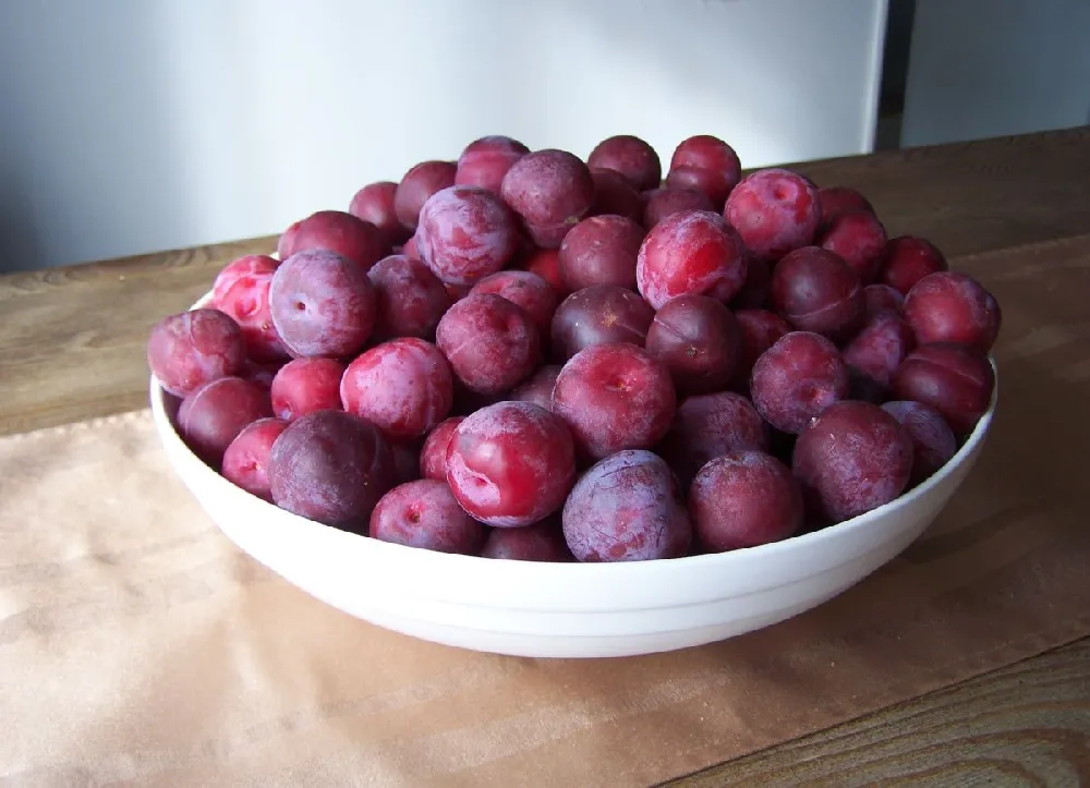 Bubblegum 'Toka' Plum Tree