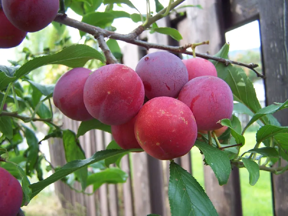 Bubblegum 'Toka' Plum Tree