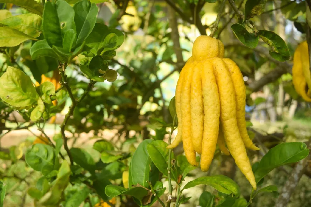 Buddha's Hand Citron