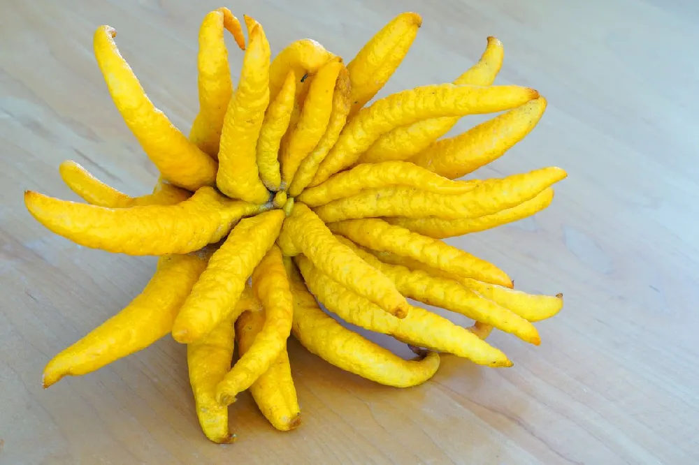 Buddha's Hand Citron