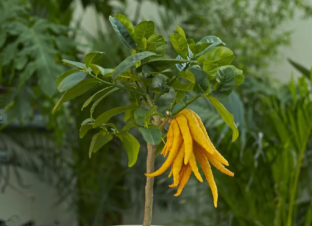 Buddha's Hand Citron Tree