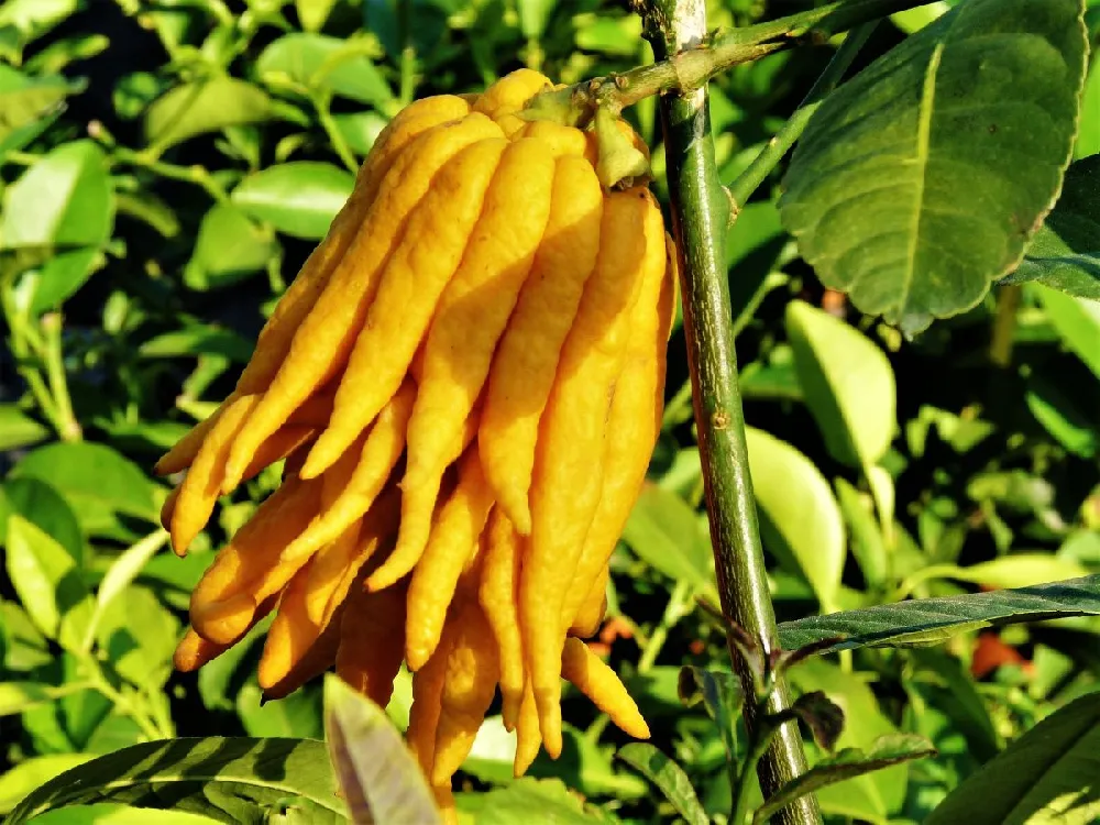 Buddha's Hand Citron Tree