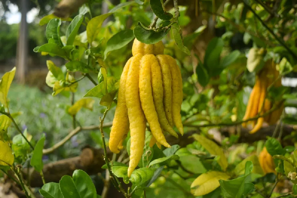 Buddha's Hand Citron Tree