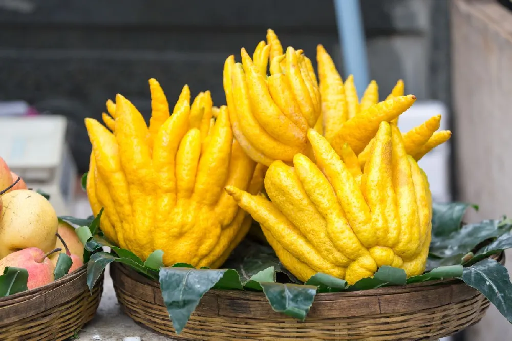 Buddha's Hand Citron