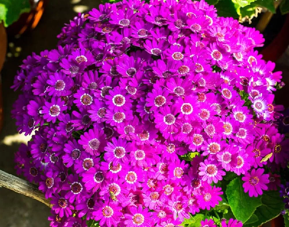 Bright Cineraria