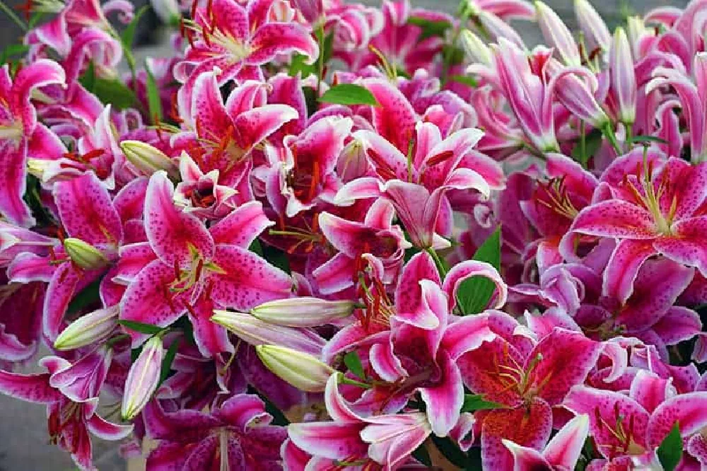 Stargazer Lilies