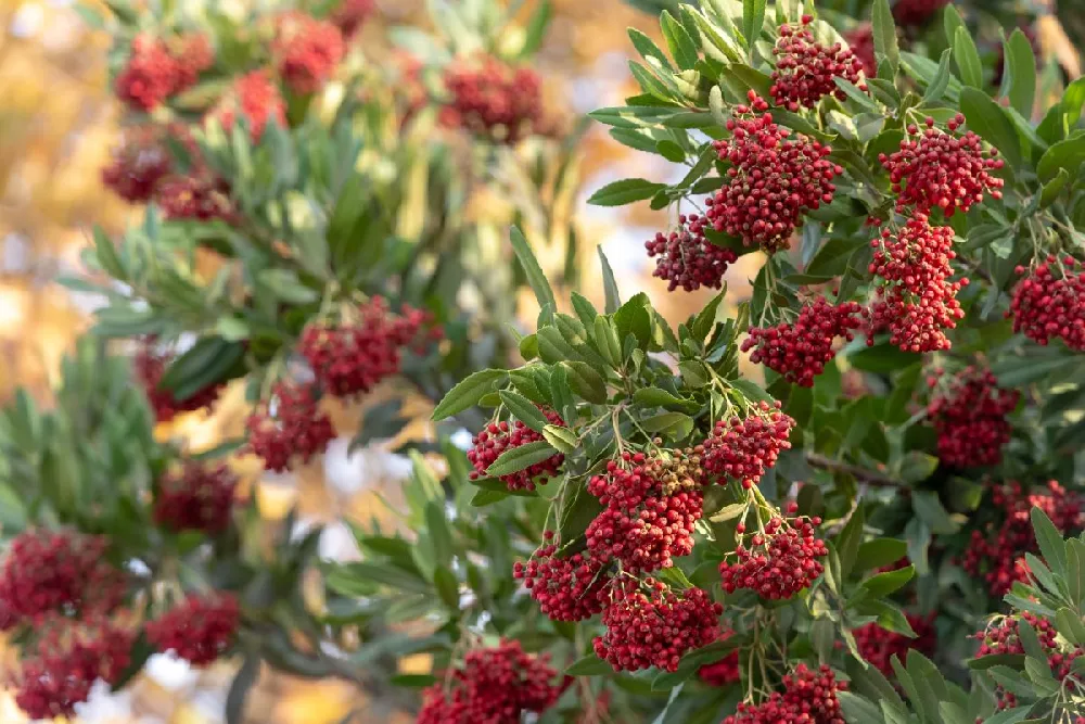 Burford Holly Shrub