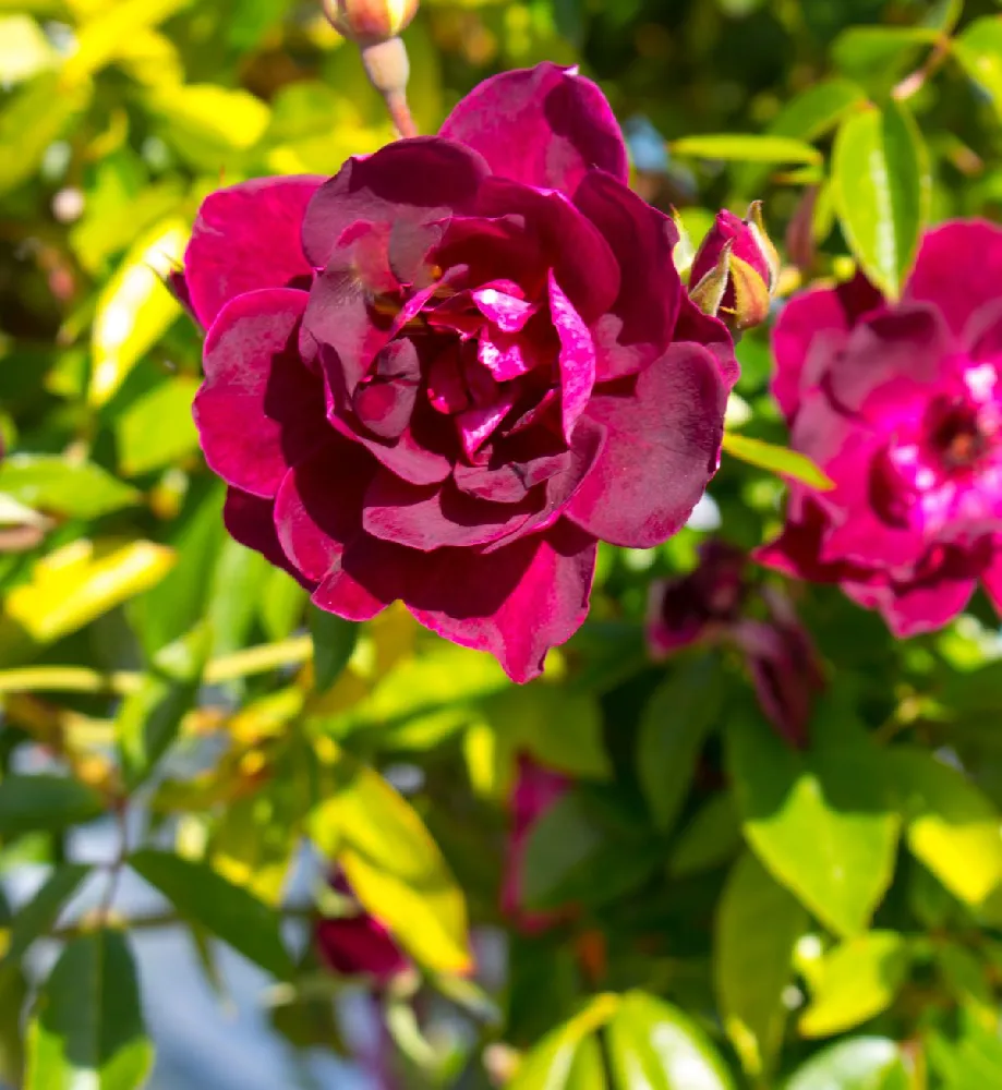 Burgundy Iceberg and Iceberg Two-fer® Rose Tree