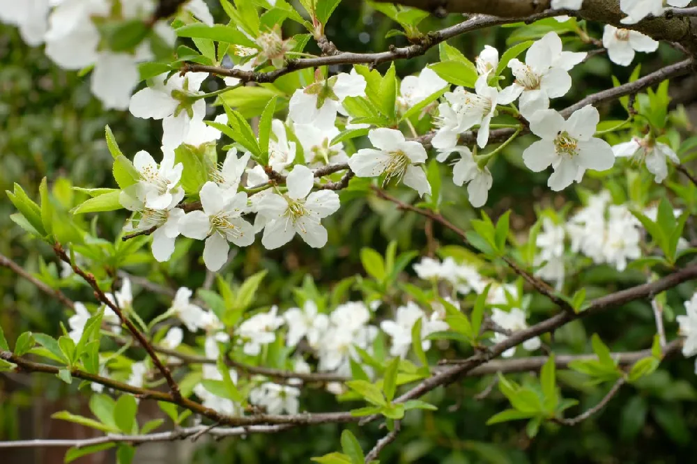 White Flowers - White flowers used for tree identification