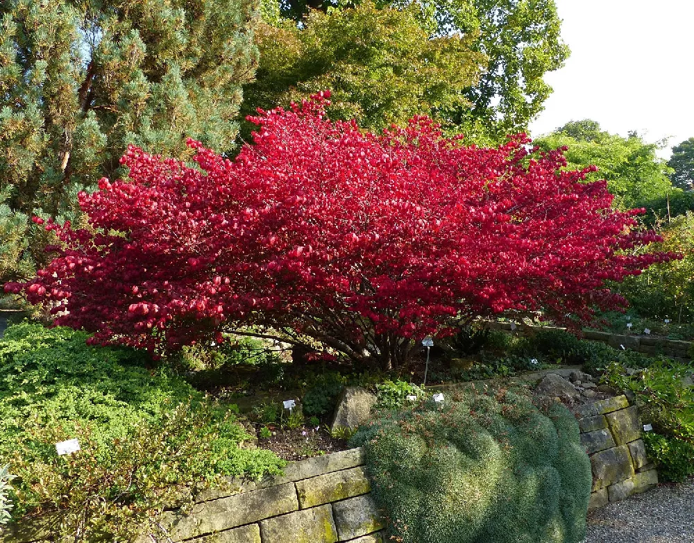 Burning Bush