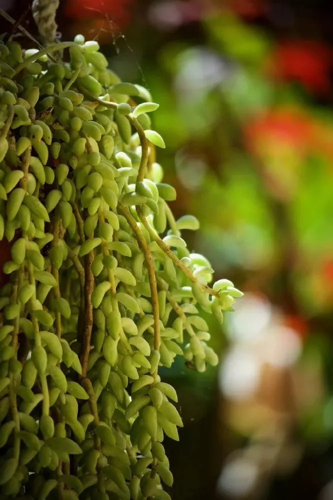 Burros Tail leaves