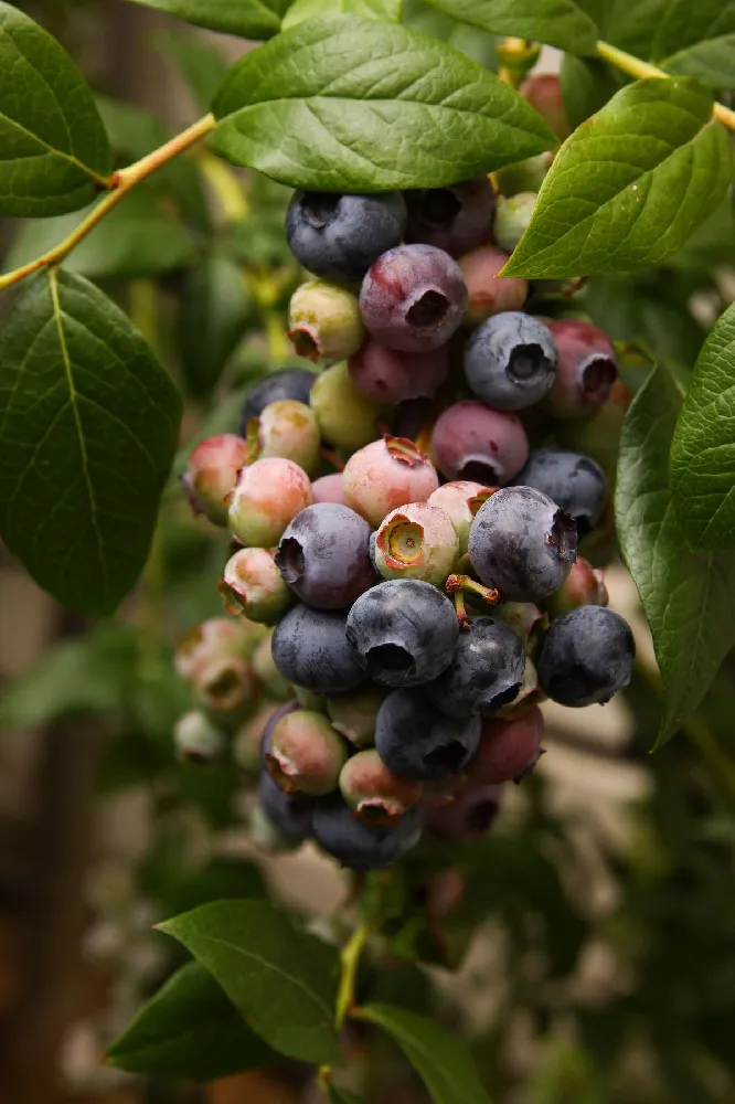 Bushel and Berry® Blueberry Glaze™ Blueberry Bush