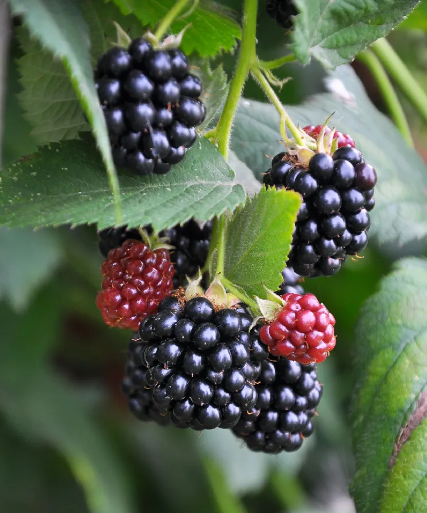 Bushel and Berry® Baby Cakes Blackberry®