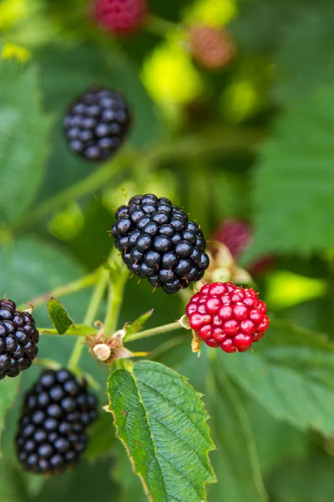 Bushel and Berry® Baby Cakes Blackberry®