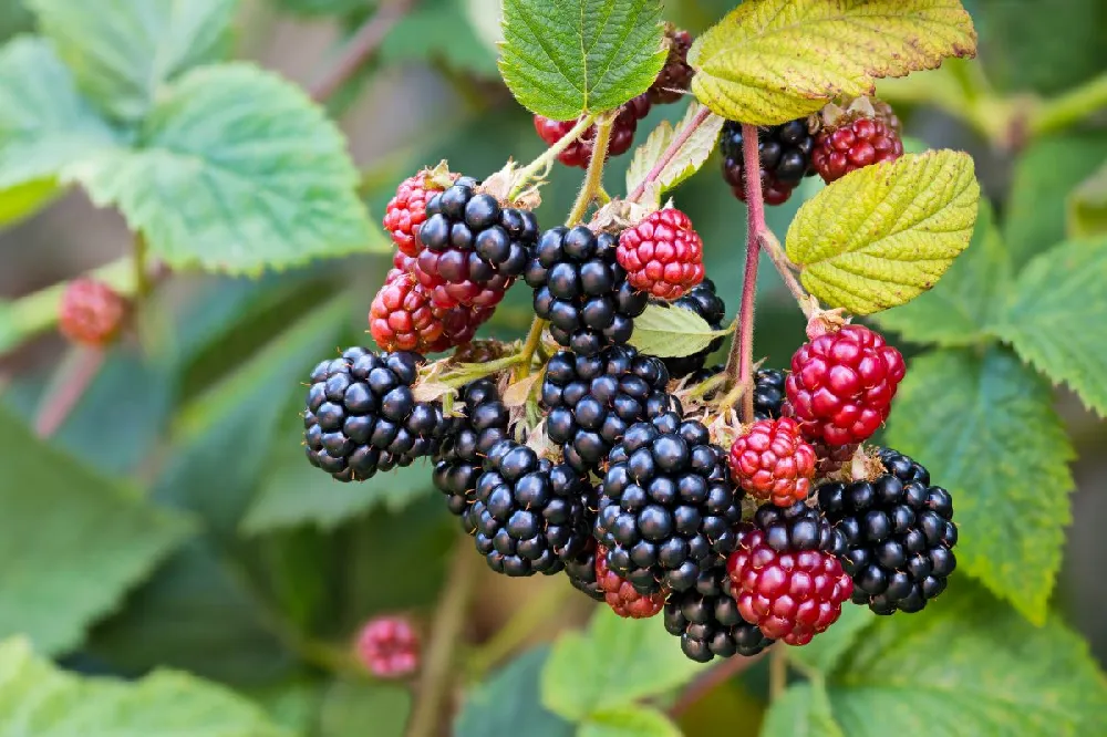 Bushel and Berry® Baby Cakes Blackberry®