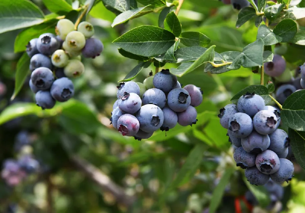 Bushel and Berry® Blueberry Glaze™ Blueberry Bush