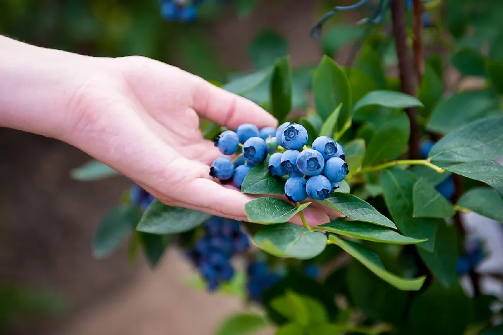Bushel and Berry® Peach Sorbet™ Blueberry Bush