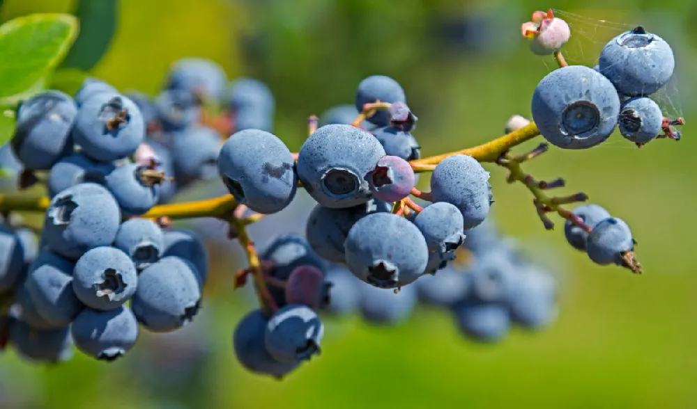 Bushel and Berry® Peach Sorbet™ Blueberry Bush