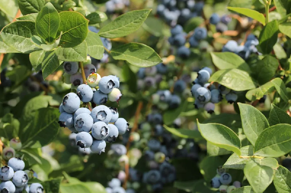 Bushel and Berry® Perpetua Blueberry