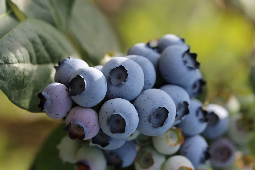 Bushel and Berry® Perpetua Blueberry