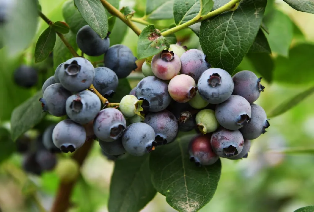 Bushel and Berry® Perpetua Blueberry