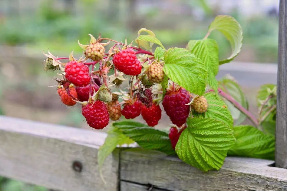 Raspberry Bushel and Berry® Raspberry Shortcake®