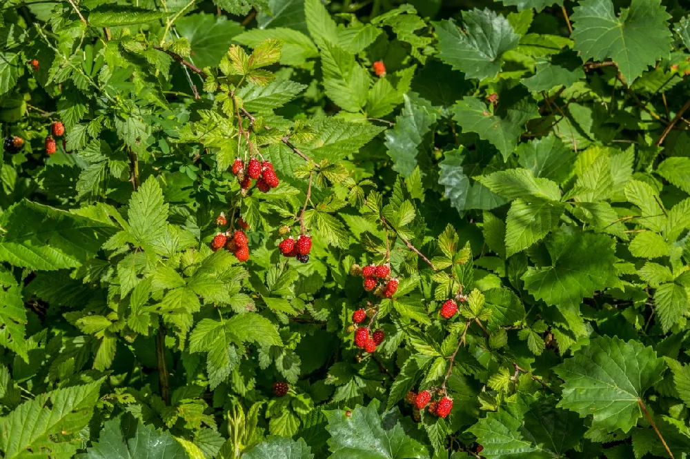 Bushel and Berry® Raspberry Shortcake® Bush