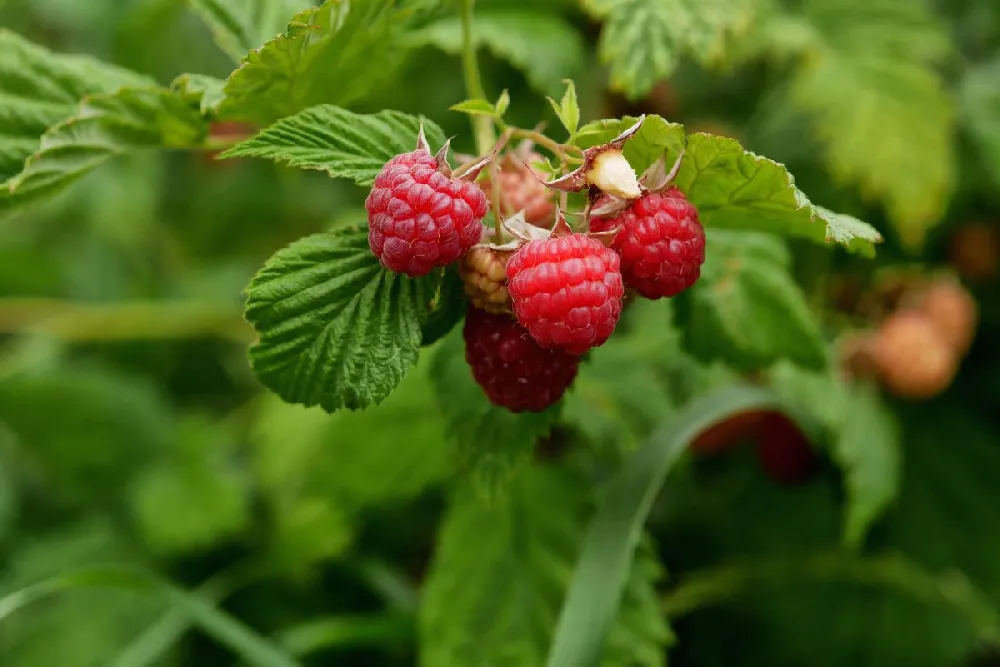 Bushel and Berry® Raspberry Shortcake® Bush